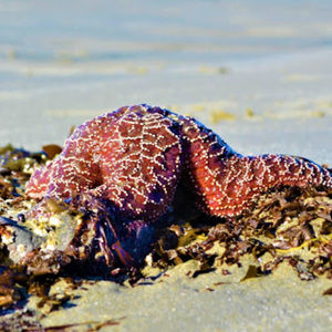 Meet your Posher, Sierra